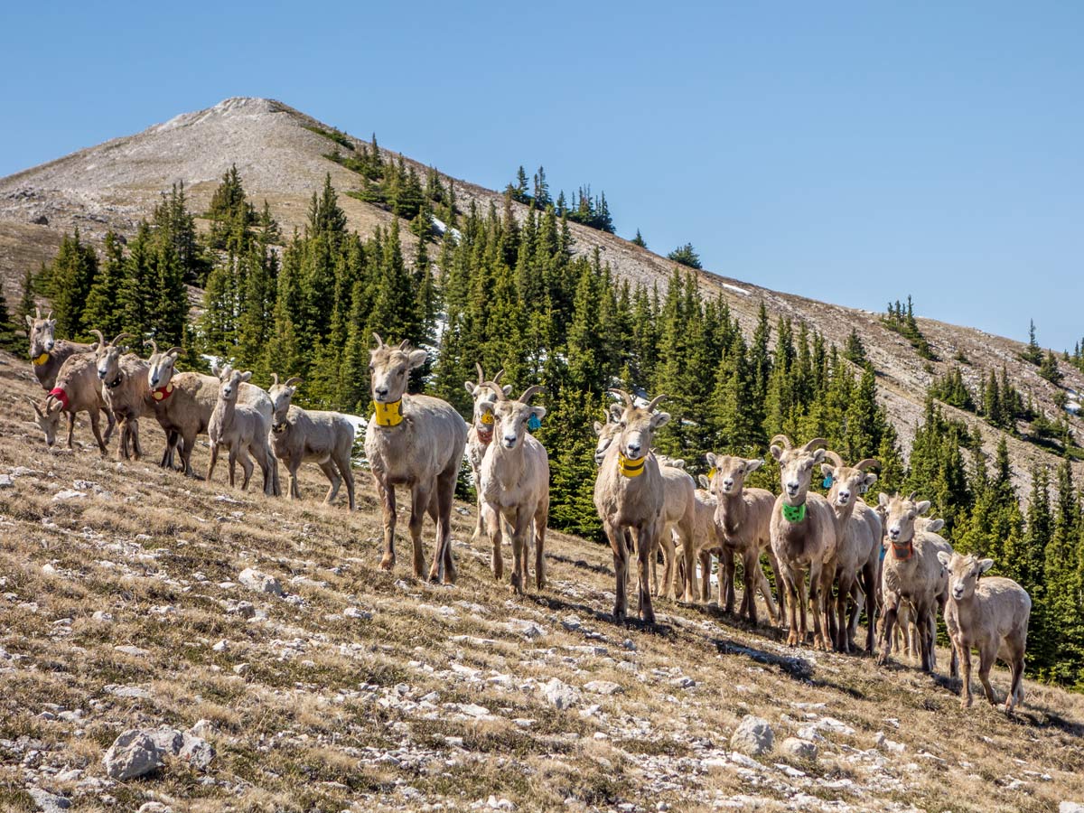 Herd of sheep near Ram Mountain Canadian Rockies