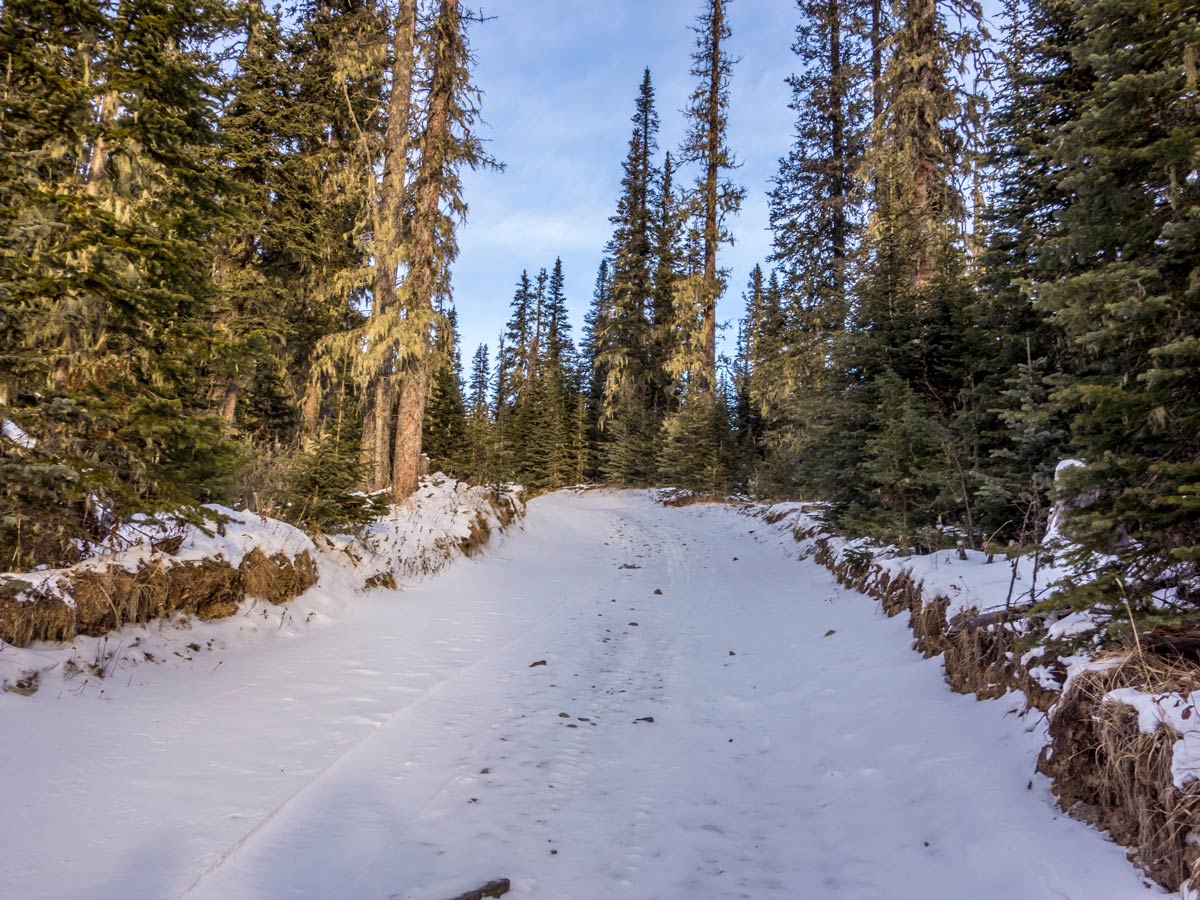 The path through the forest towards the Shunda Mountain near Nordegg