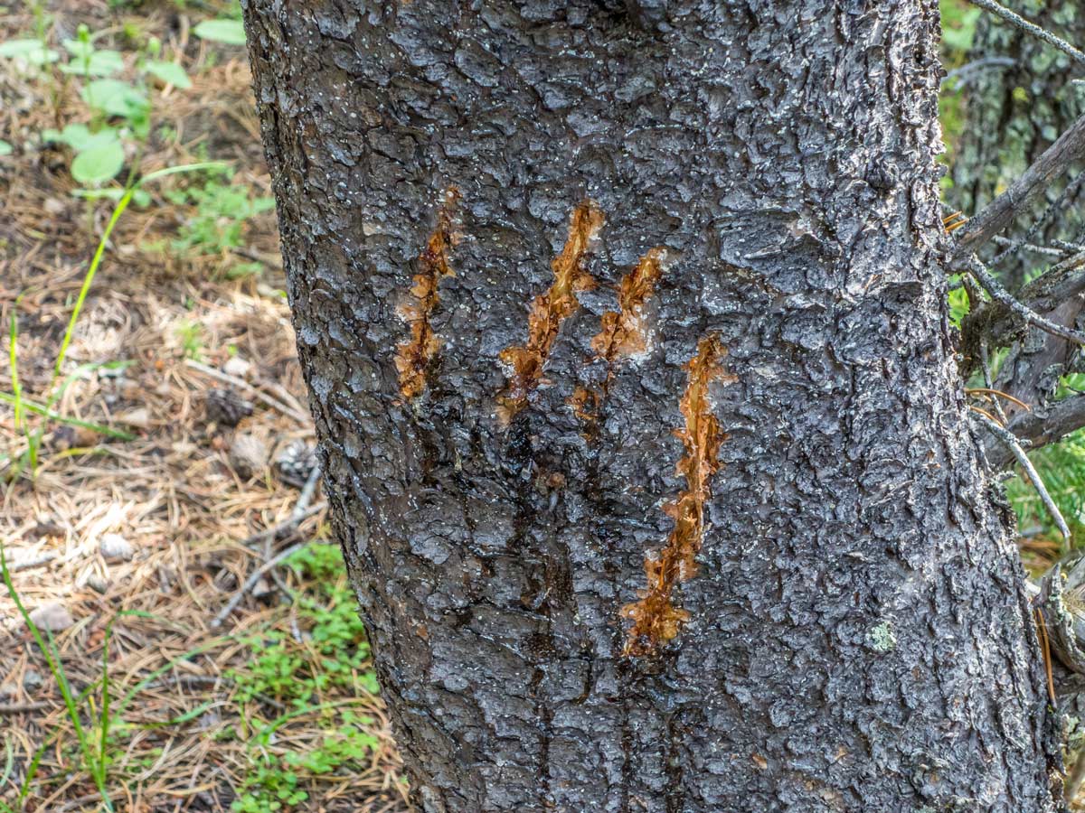 Bear scratched tree at Tuff Puff Ridge scramble near David Thompson Hwy