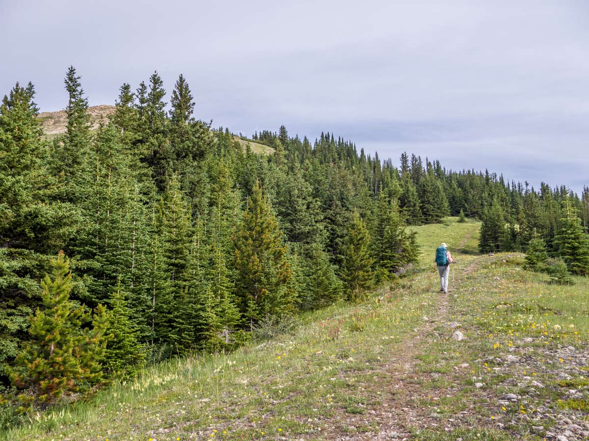 Tuff Puff Ridge scramble near David Thompson Hwy has great views