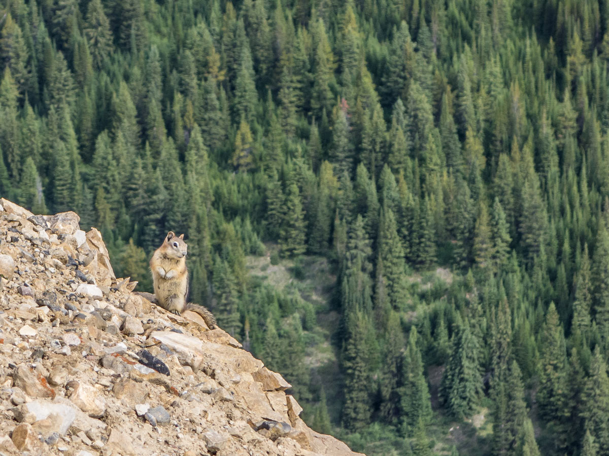 Fauna along the Tuff Puff Ridge scramble near David Thompson Hwy