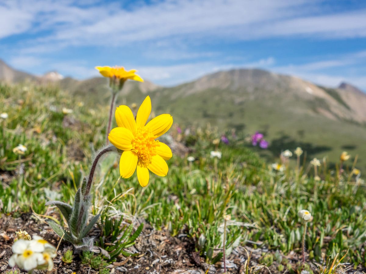 Wildlowers along the Tuff Puff Ridge scramble near David Thompson Hwy