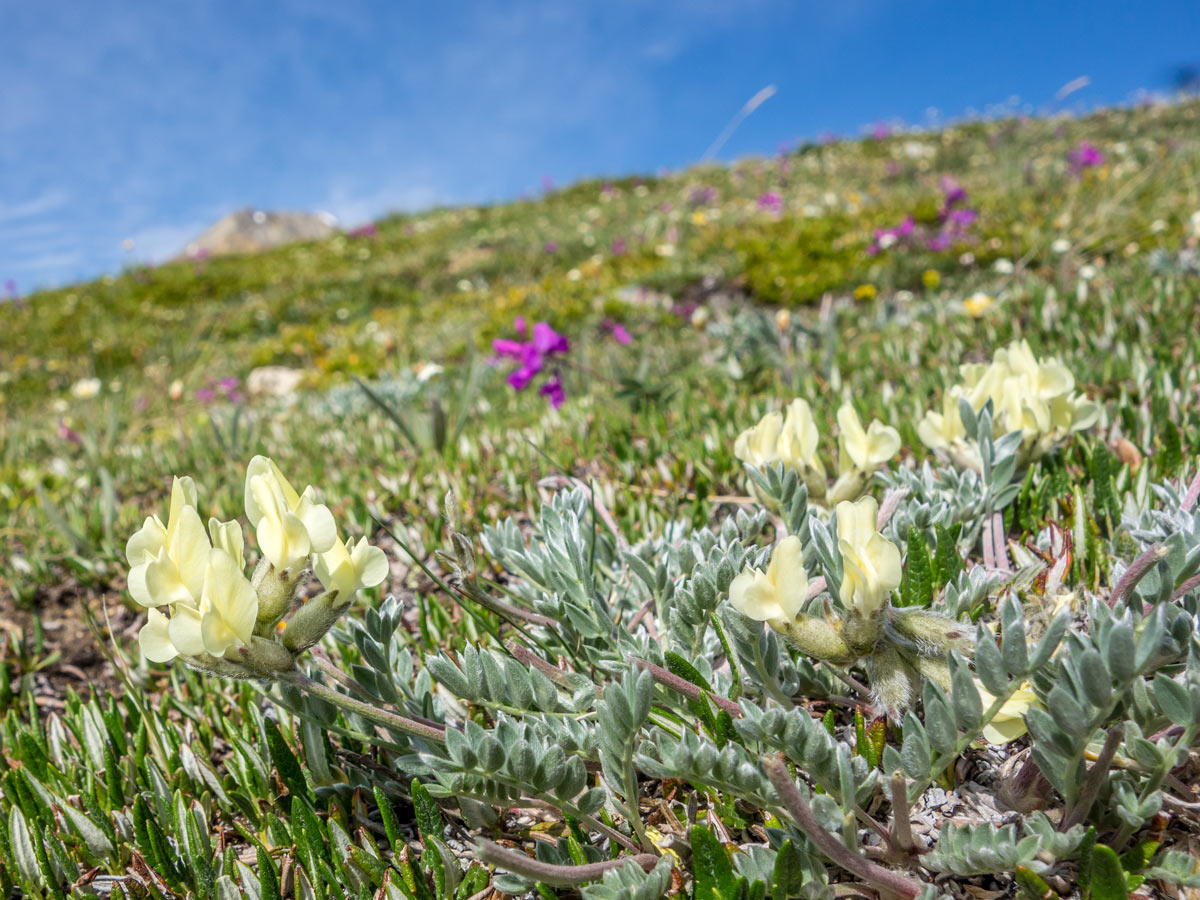 Flora of Canadian Rockies on Tuff Puff Ridge scramble near David Thompson Hwy