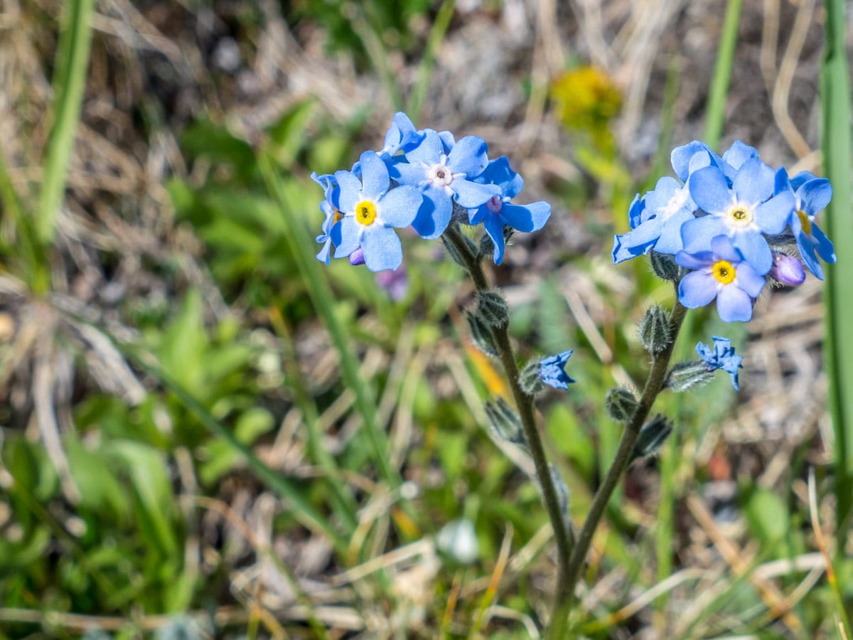 Blue wildflowers on Tuff Puff Ridge scramble near David Thompson Hwy