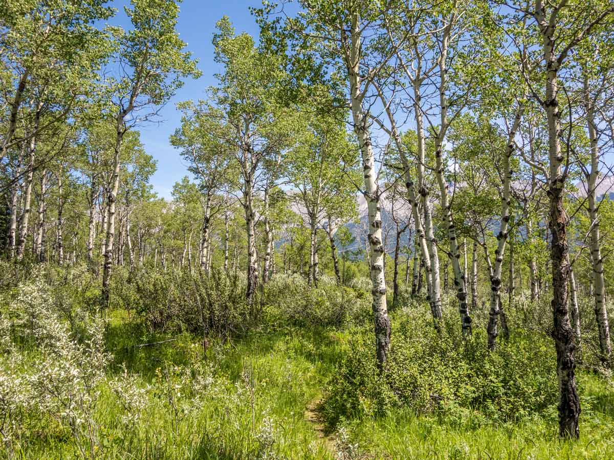 Walking through the bright forest on Two O clock Ridge Trail