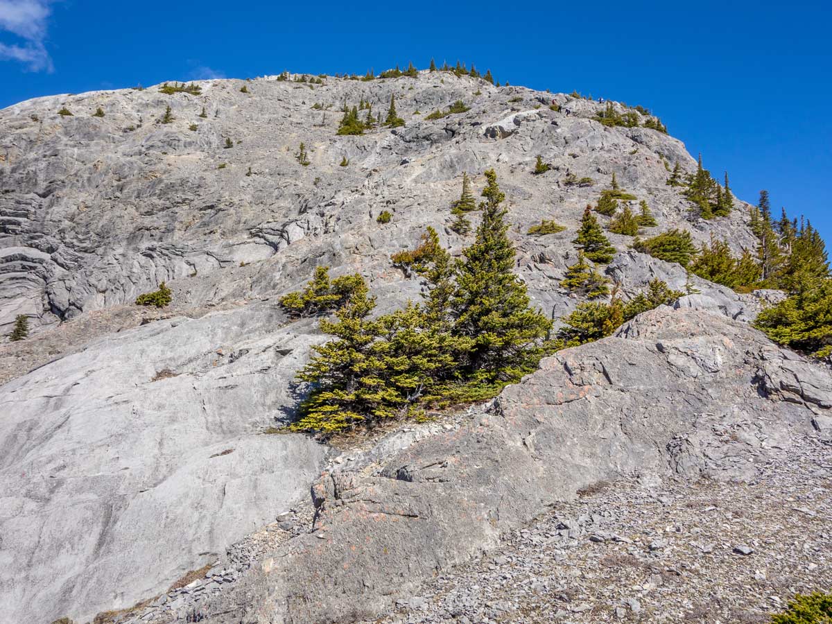 Lone pines on the slopes of Windy Point Ridge Hike