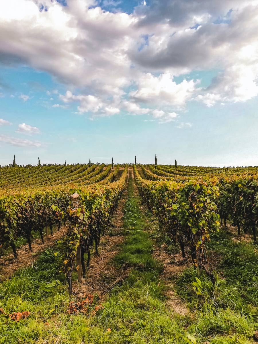 Bordeaux grape vine wine country vineyard France