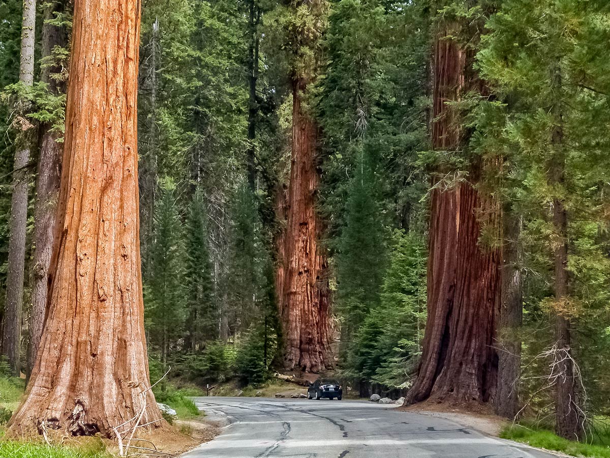 Giant old sequia redwood trees