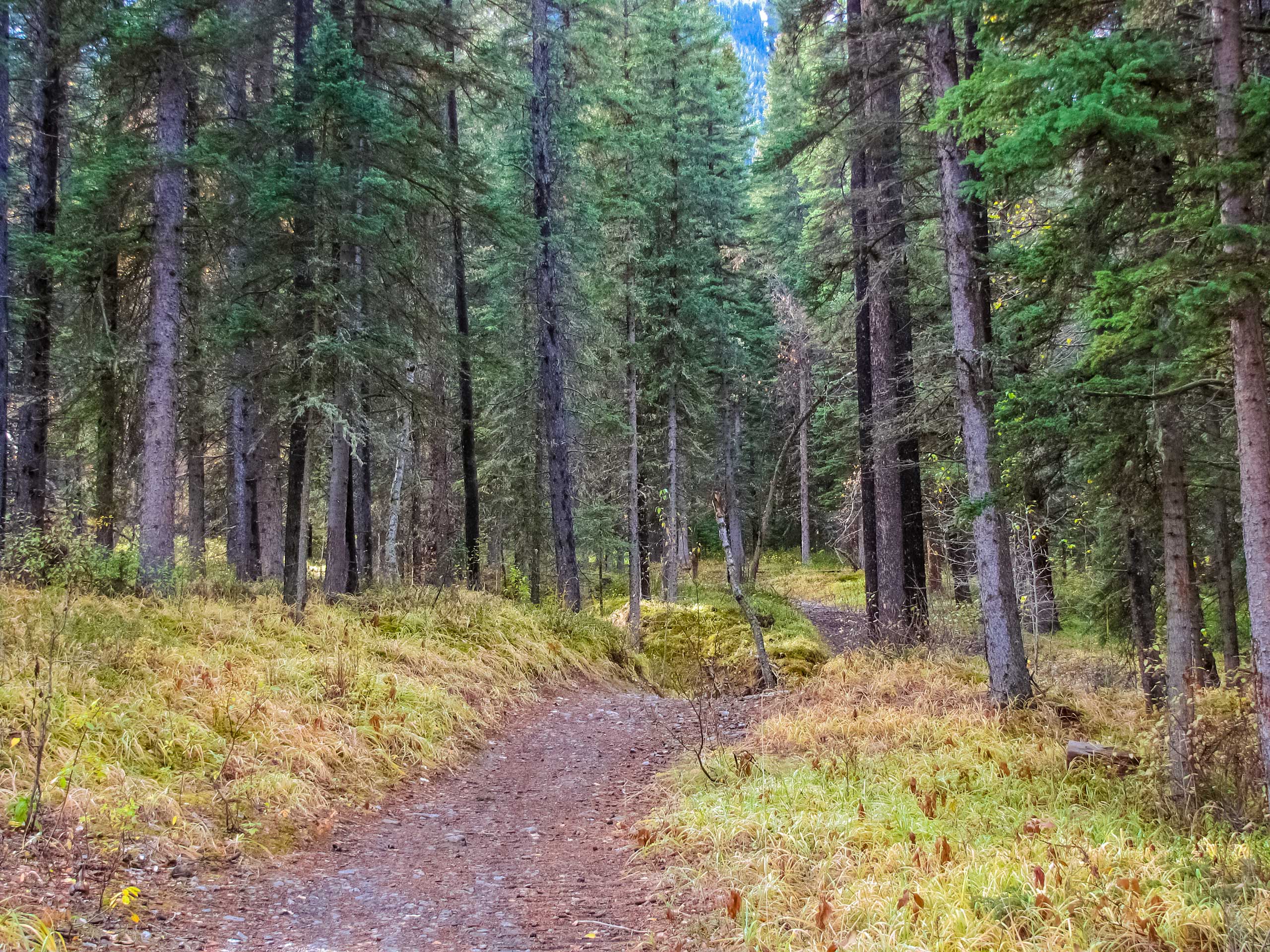 Dirt walking biking trail winding through the forest Rundle Riverside trail Banff National Park