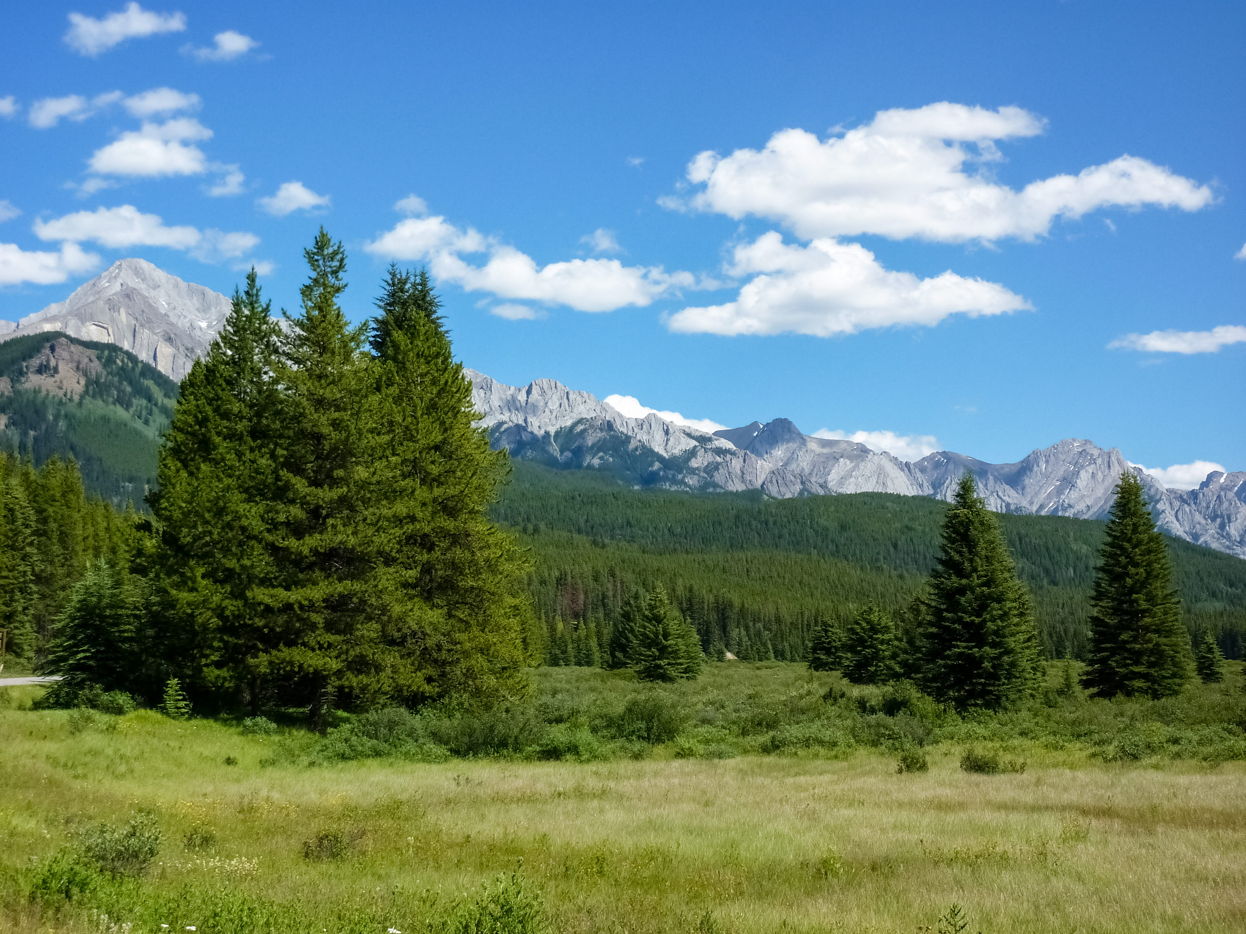 Sprawling green forest in the Canadian Rockies hiking Moose Meadows Banff National Park