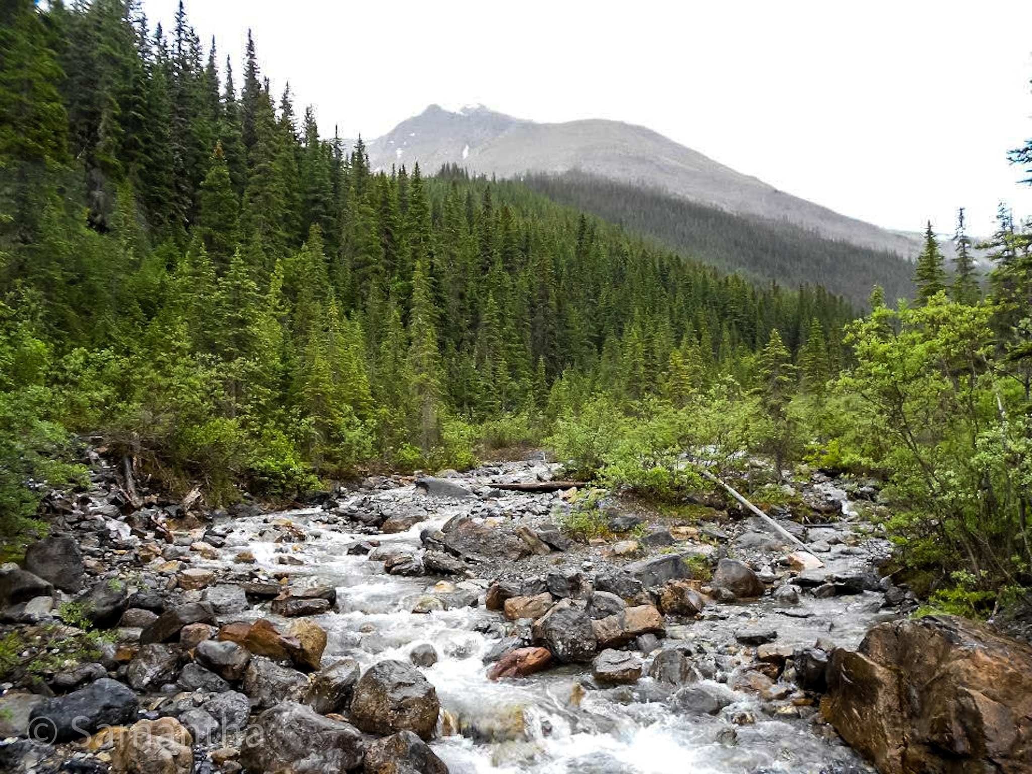 Fiddle river running through the frest on a rainy day