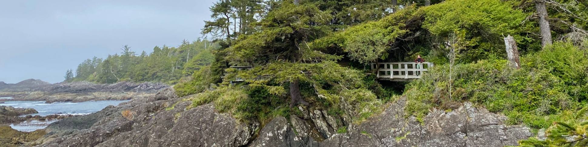 ancient cedars in wistler