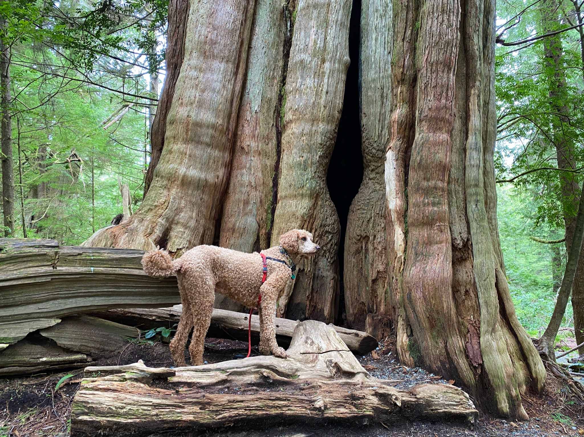 ancient cedars in wistler