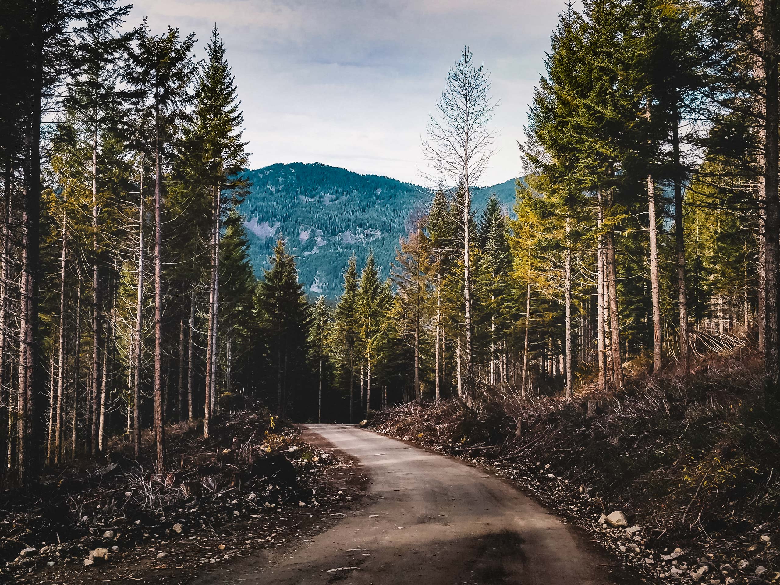 Dirt road through the forest Cheakamus River