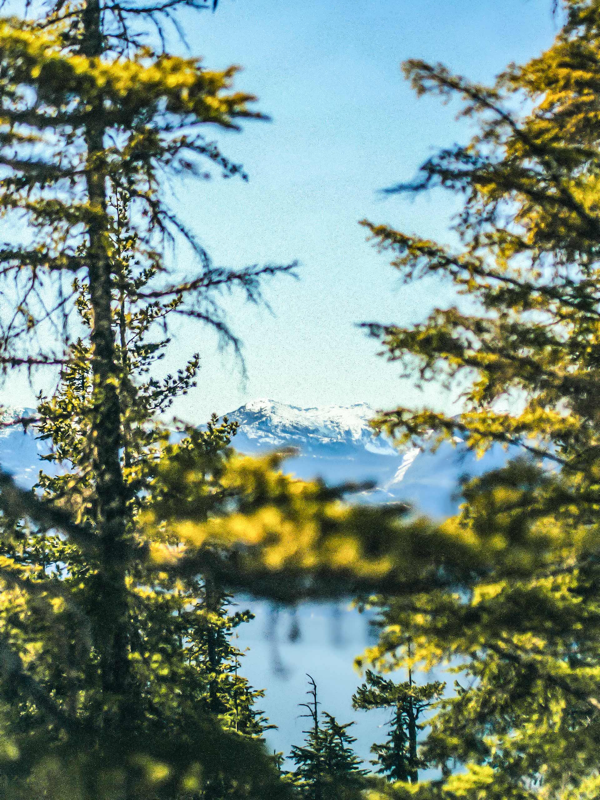 Skywalk Trail to Screaming Cat Lake