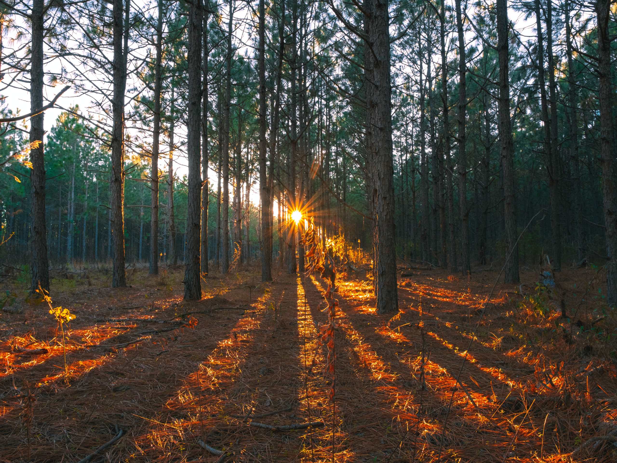 sunset in a forest