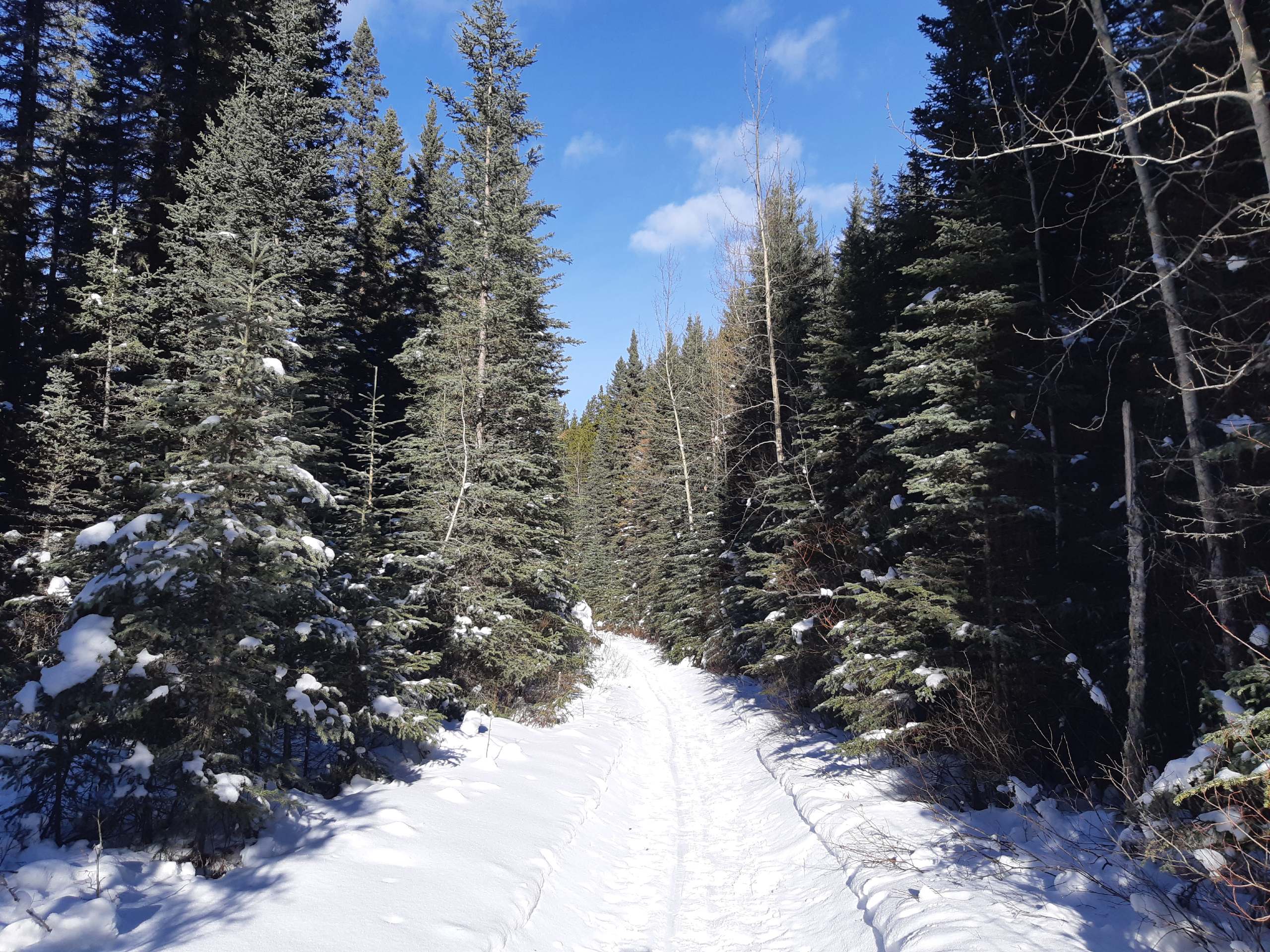 hiking through the forest