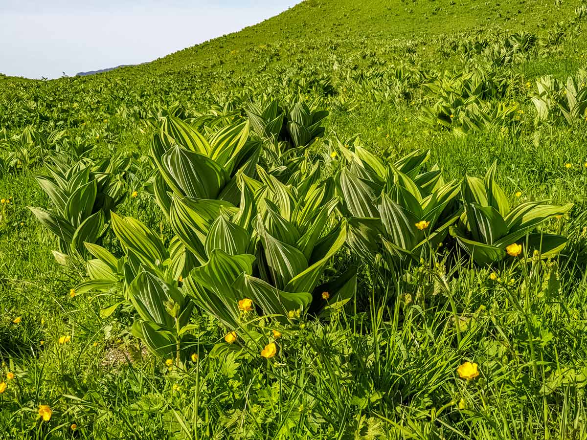 gentian fields 3 tetes Plateau des Gileres hiking France