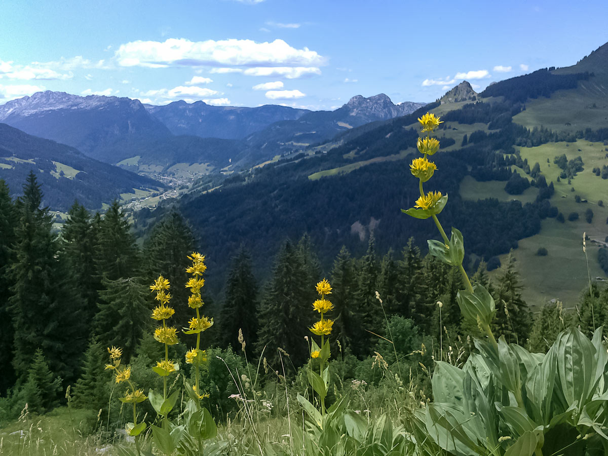 Bombardellaz wildflowers on zigzag track seen hiking in France