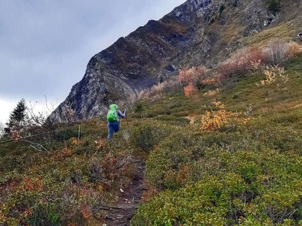 Hiker in wild blueberry fields Col Des Aravis hiking trails in France