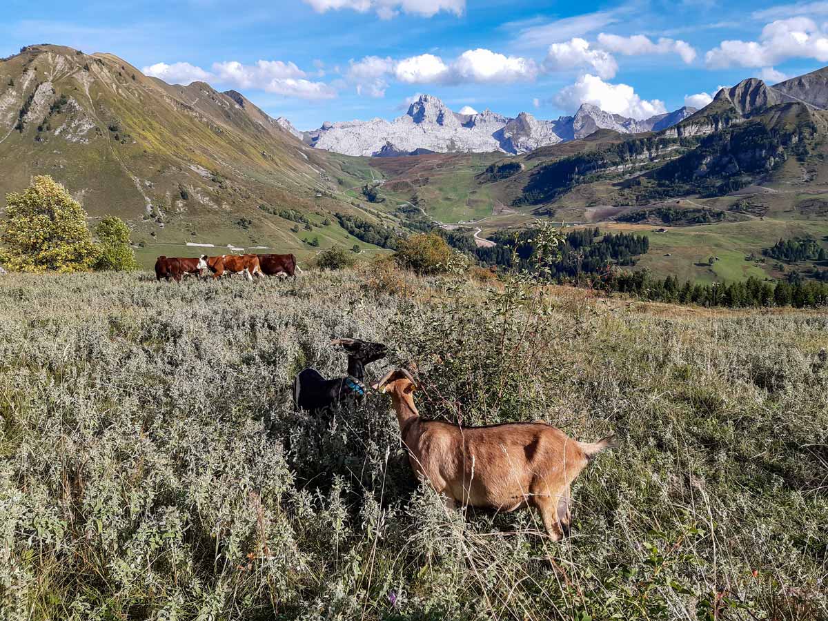 Aravis and cows view hiking Lac de Lessy trail France
