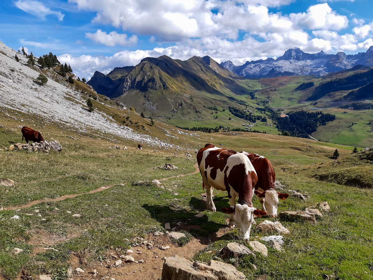 Spot where trail down meets trail up hiking Lac de Lessy France