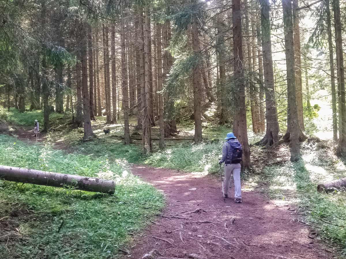 Forest from carpark hiking Lac du Mont Charvin trail France