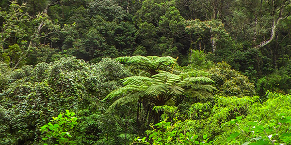 Cloud Forest Walk