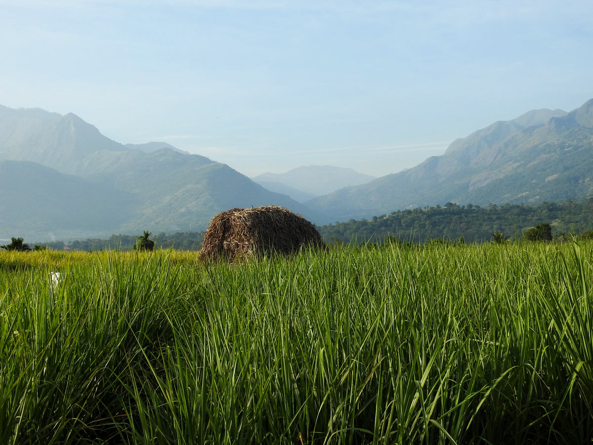 Marayur Village farm SW Ghats India