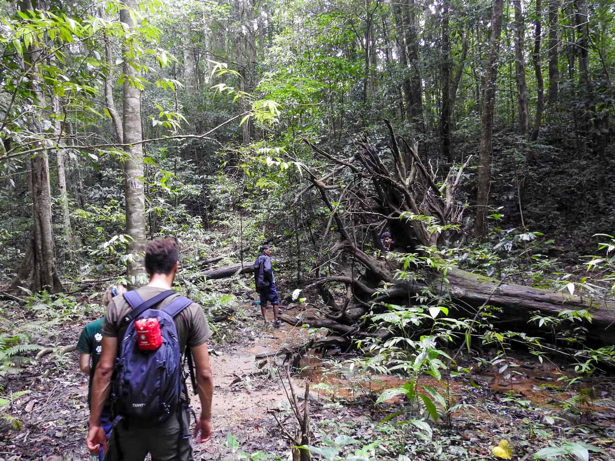 Hikers pass by fallen tree in Makki Hills India