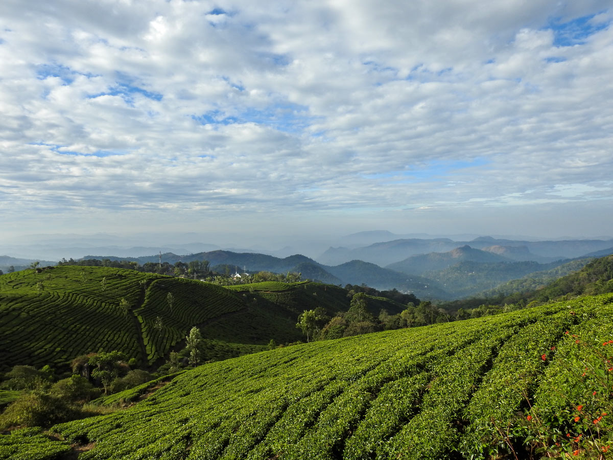 Tea garden in SW Ghats India