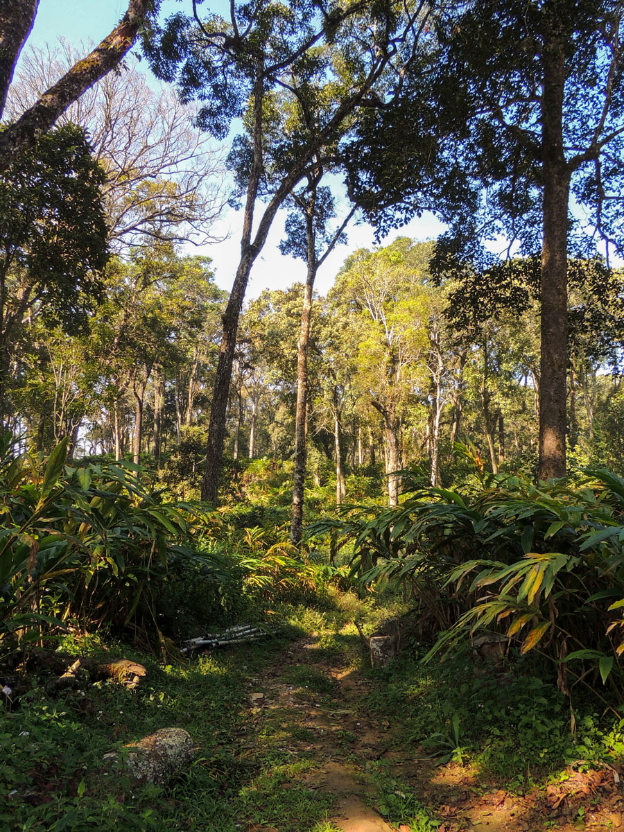 Walking through the forest in SW Ghats India