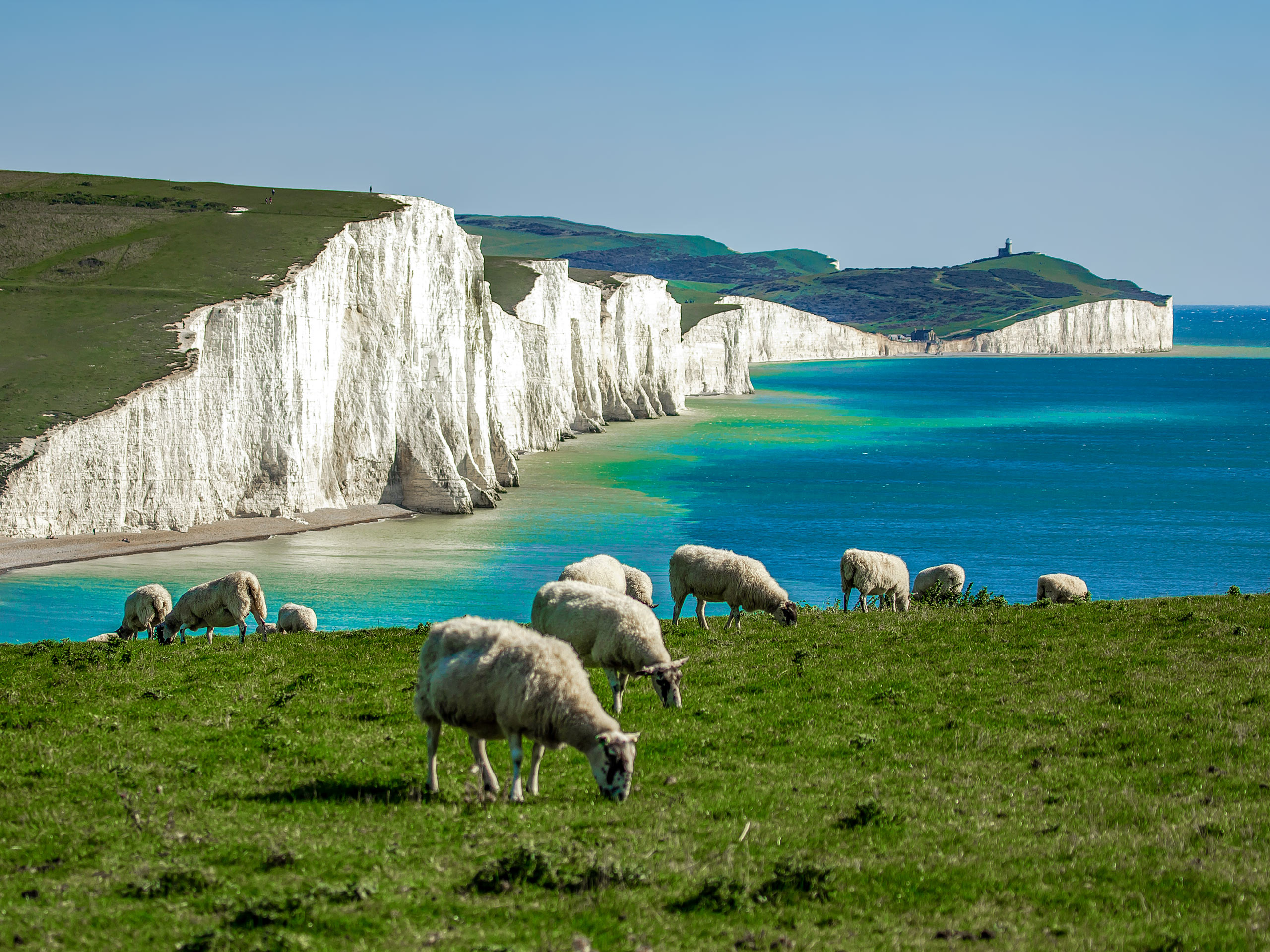Sheep grazing in fields by stunning Seven Sisters cliffs