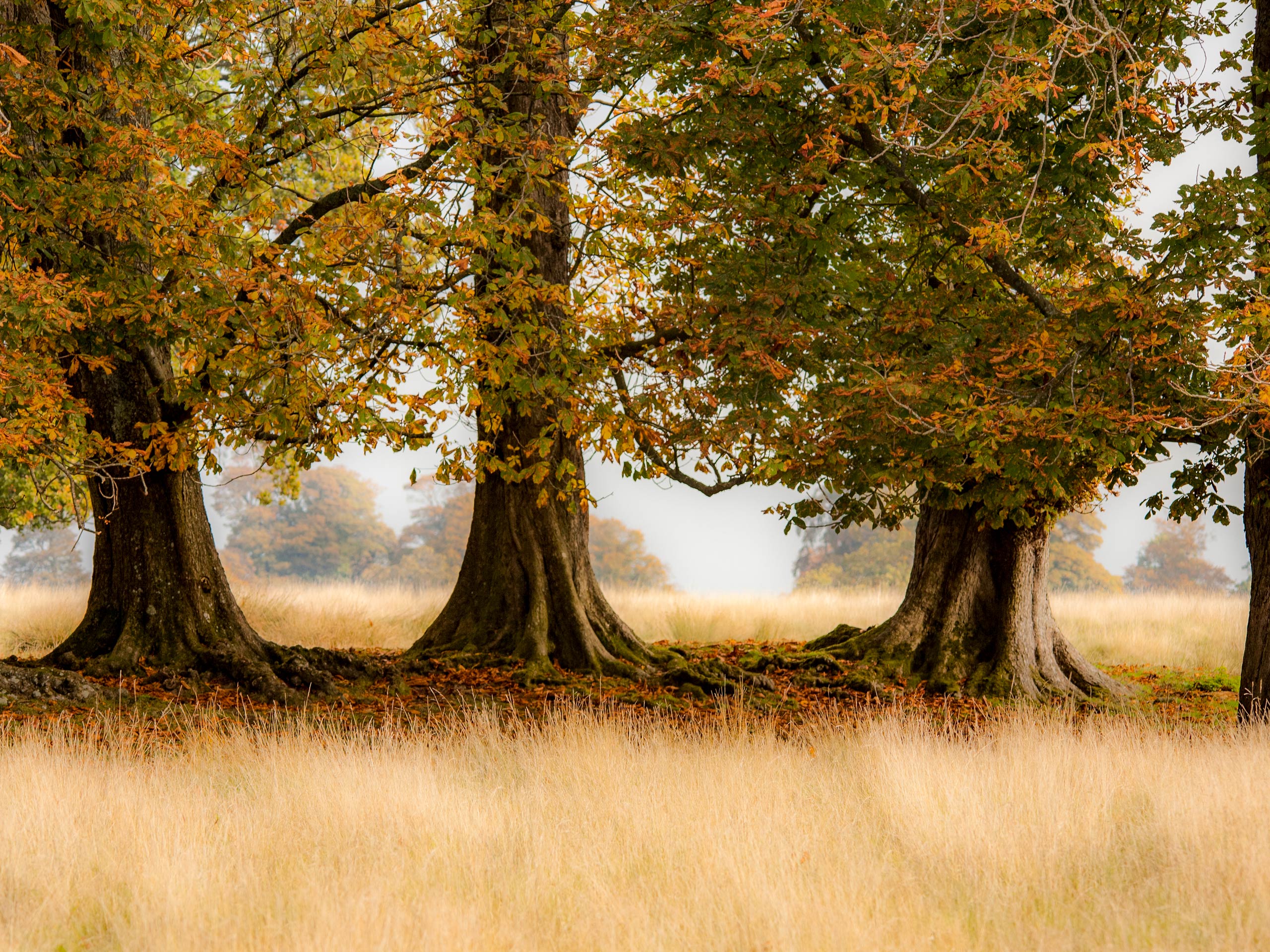 Hazy foggy fiel looking through the trees along Upper Common and Petworth Walk South Downs UK