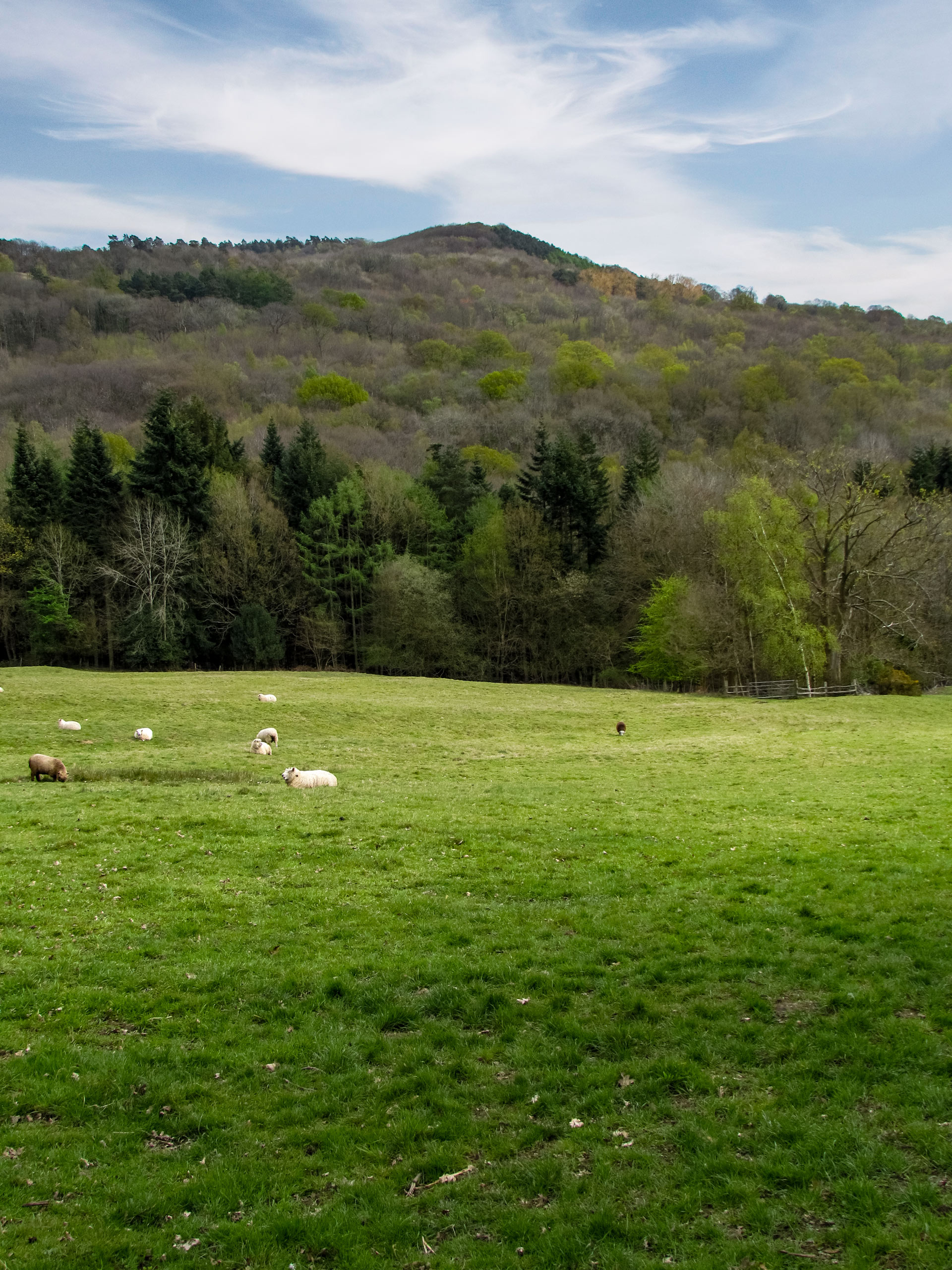 Sheep grazing in the field along Blackdown and Ridge Hill Walking South Downs UK