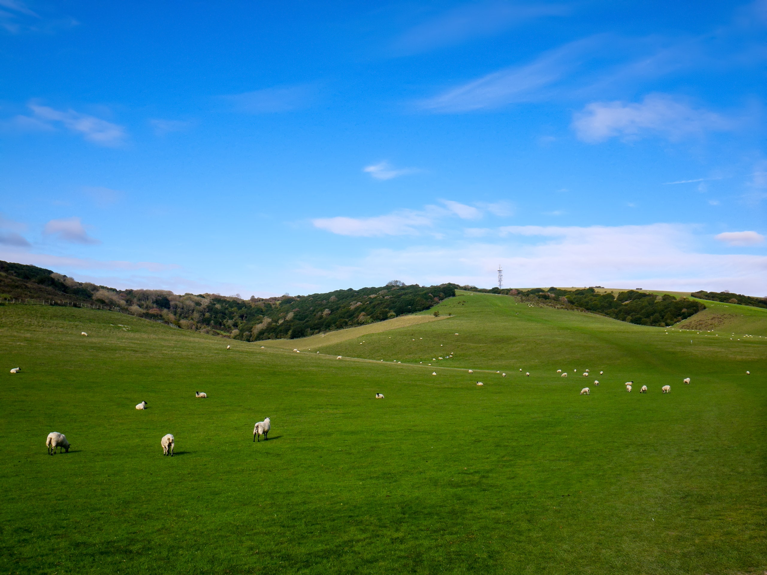 Sheep grazing in field along Buster Hill Walking trail UK South Downs