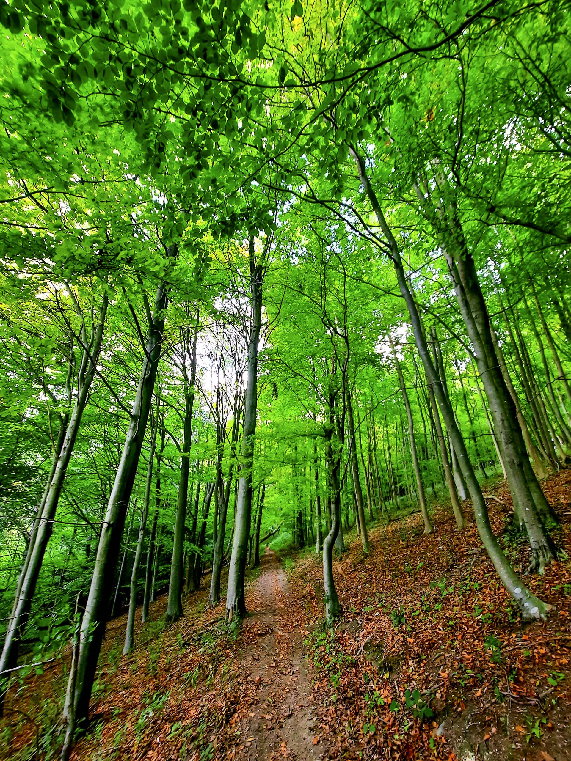 Trees in Ashford Hangers National Nature Reserve