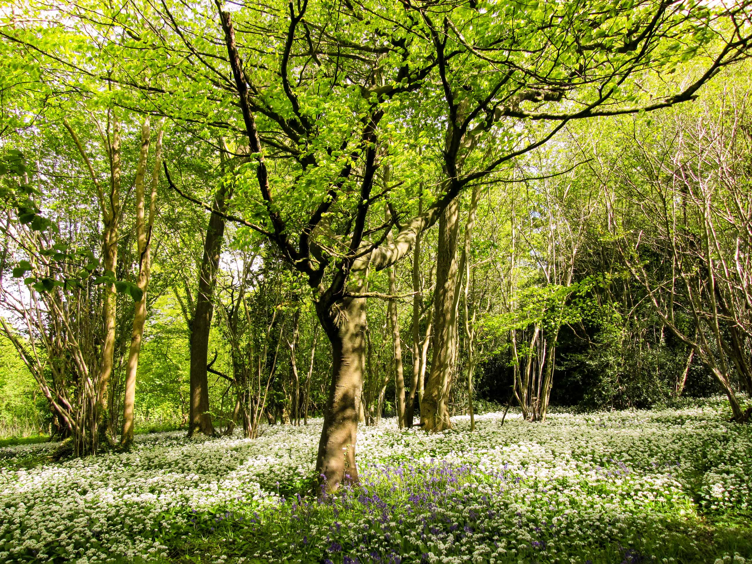 Bluebells and wild garlic in wood near Finchdean