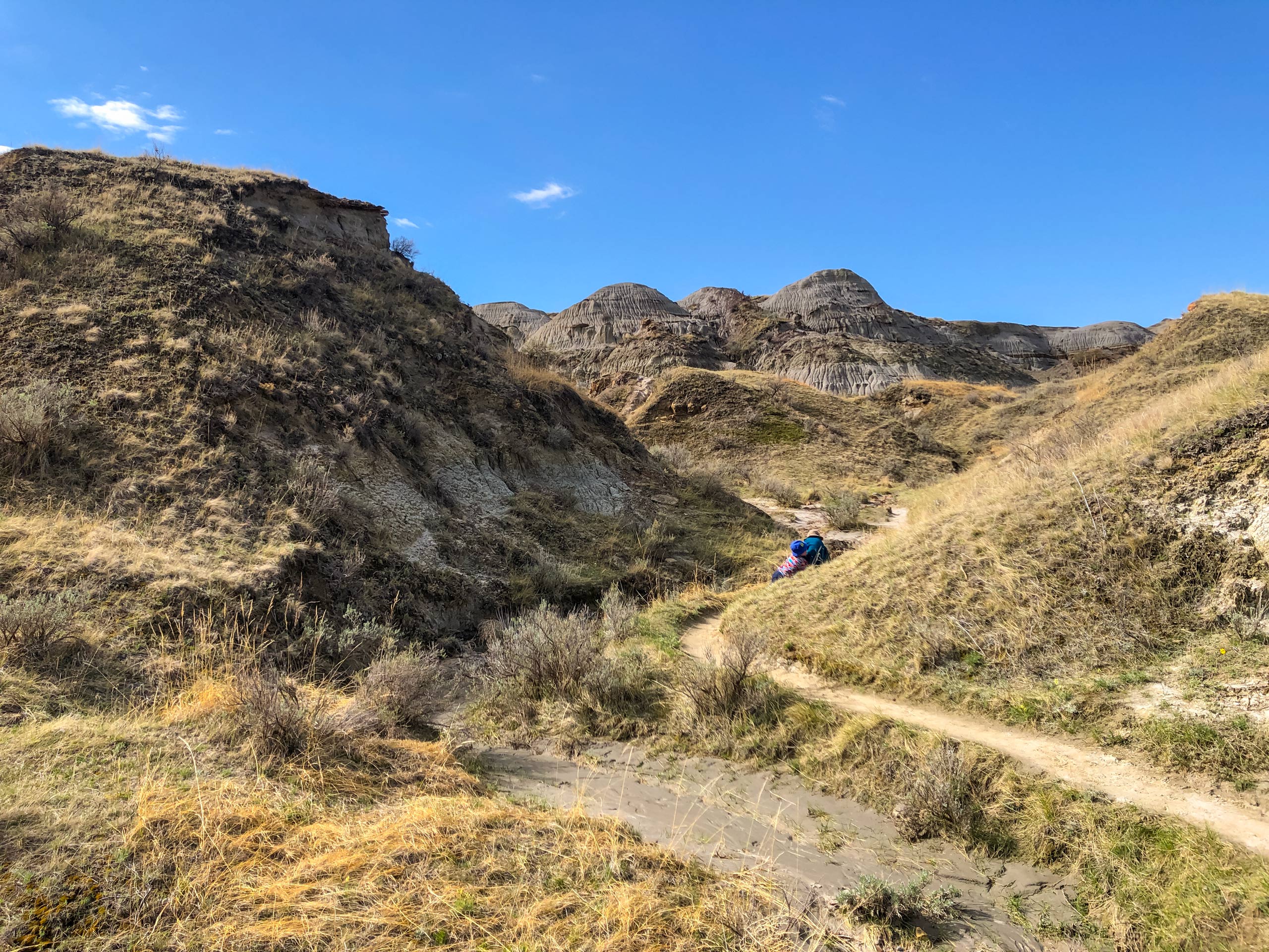 Desert grasses Coulee Viewpoint trail walking between rock formations Dinosaur Provincial Park Alberta