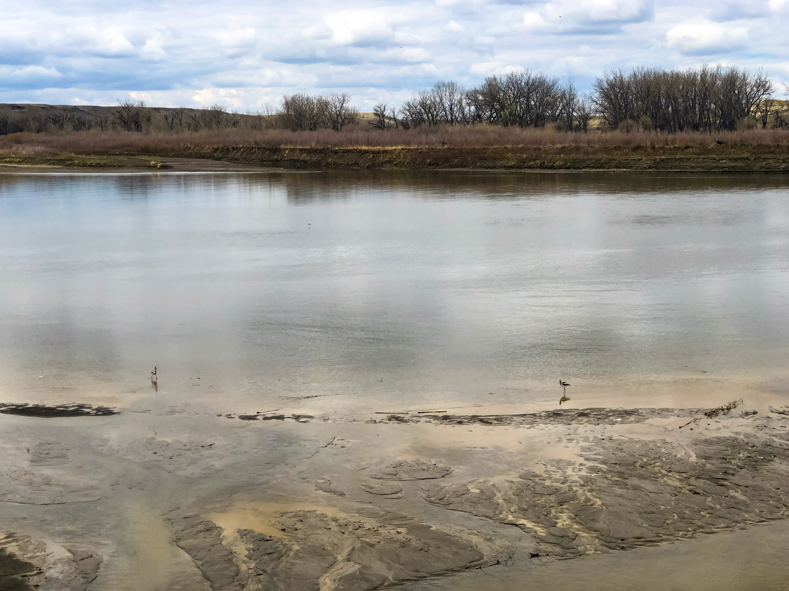 River running through Cottonwood Flats in Dinosaur Provincal Park Alberta