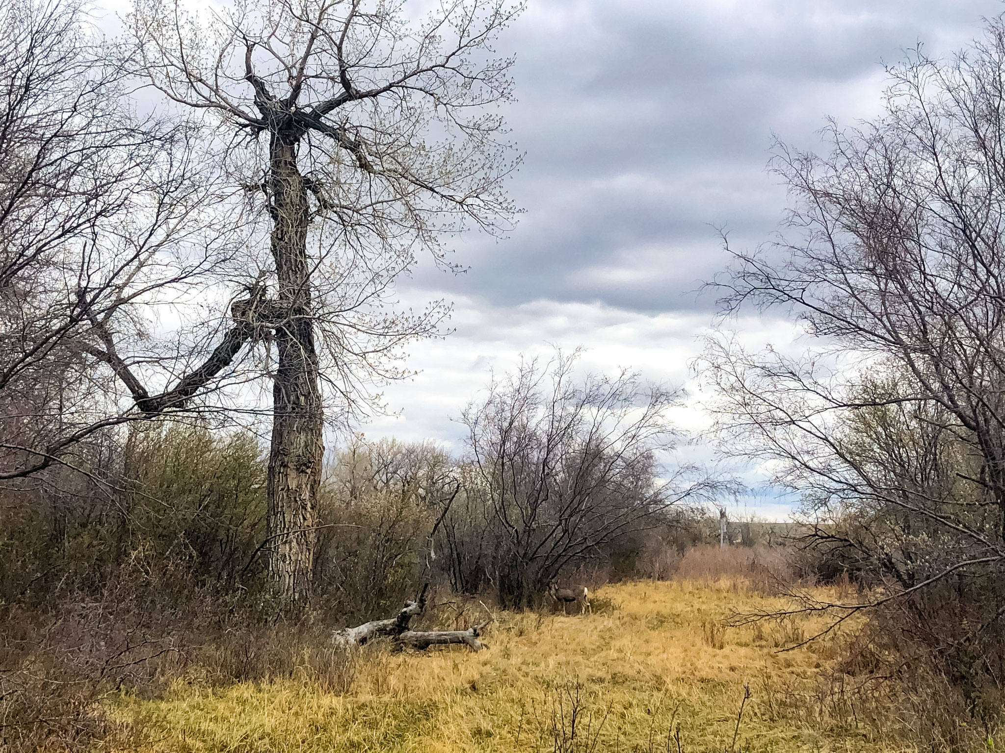 Early spring Cottonwood Flats path in Dinosaur Provincal Park Alberta