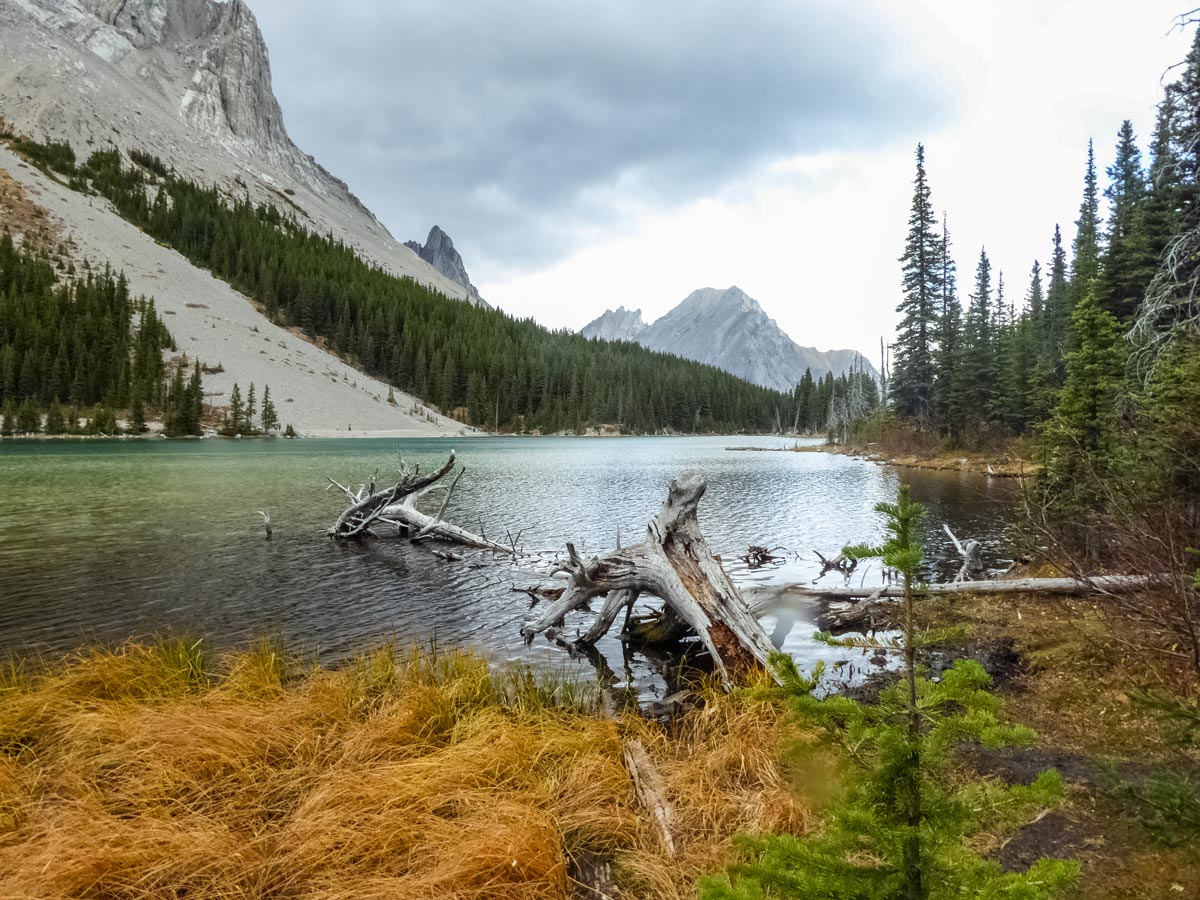 Fallen tree in lake along Edworthy Falls trail in Kananaskis Alberta