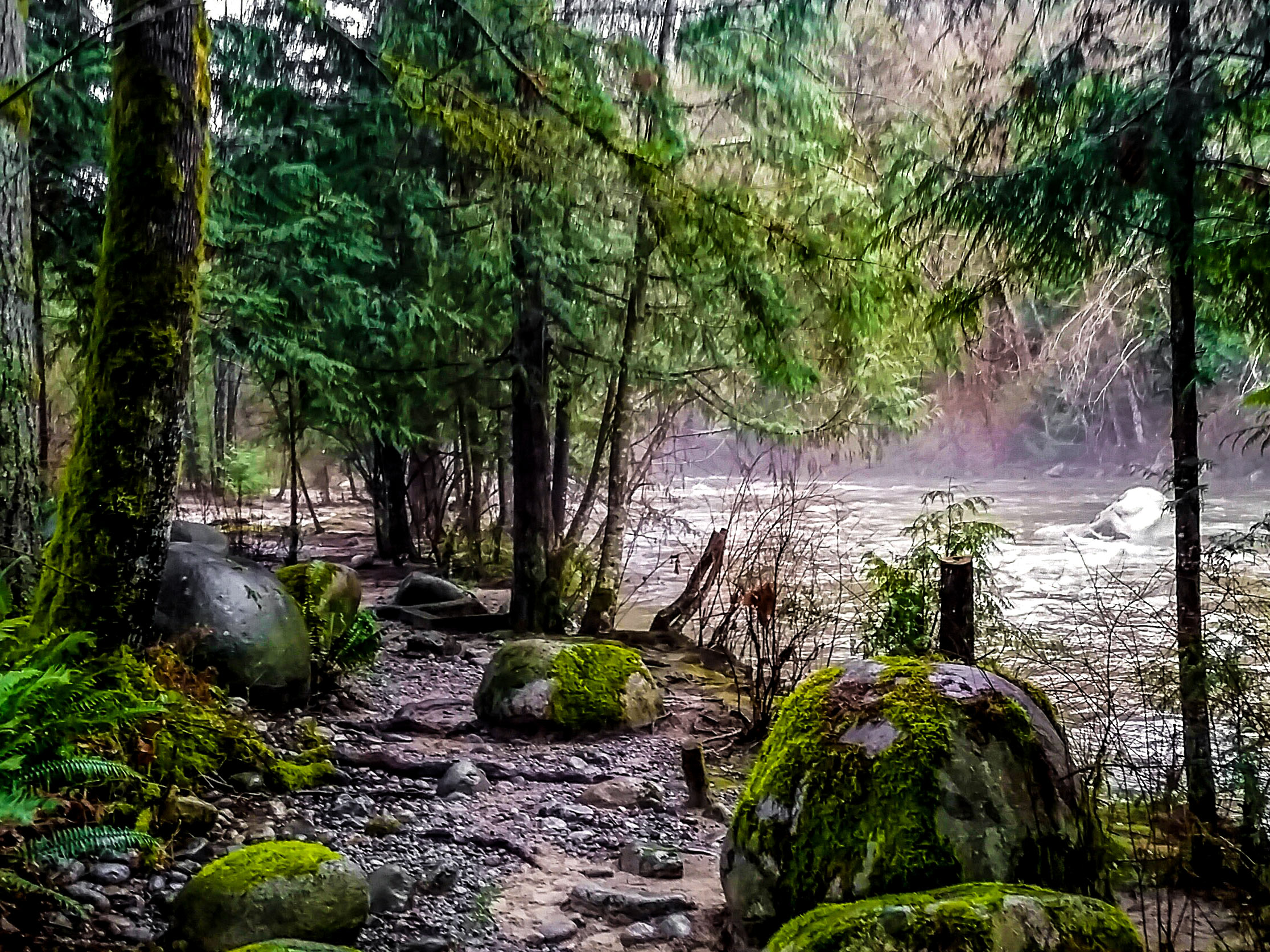 Coquitlam River running beside rainy wooded trail