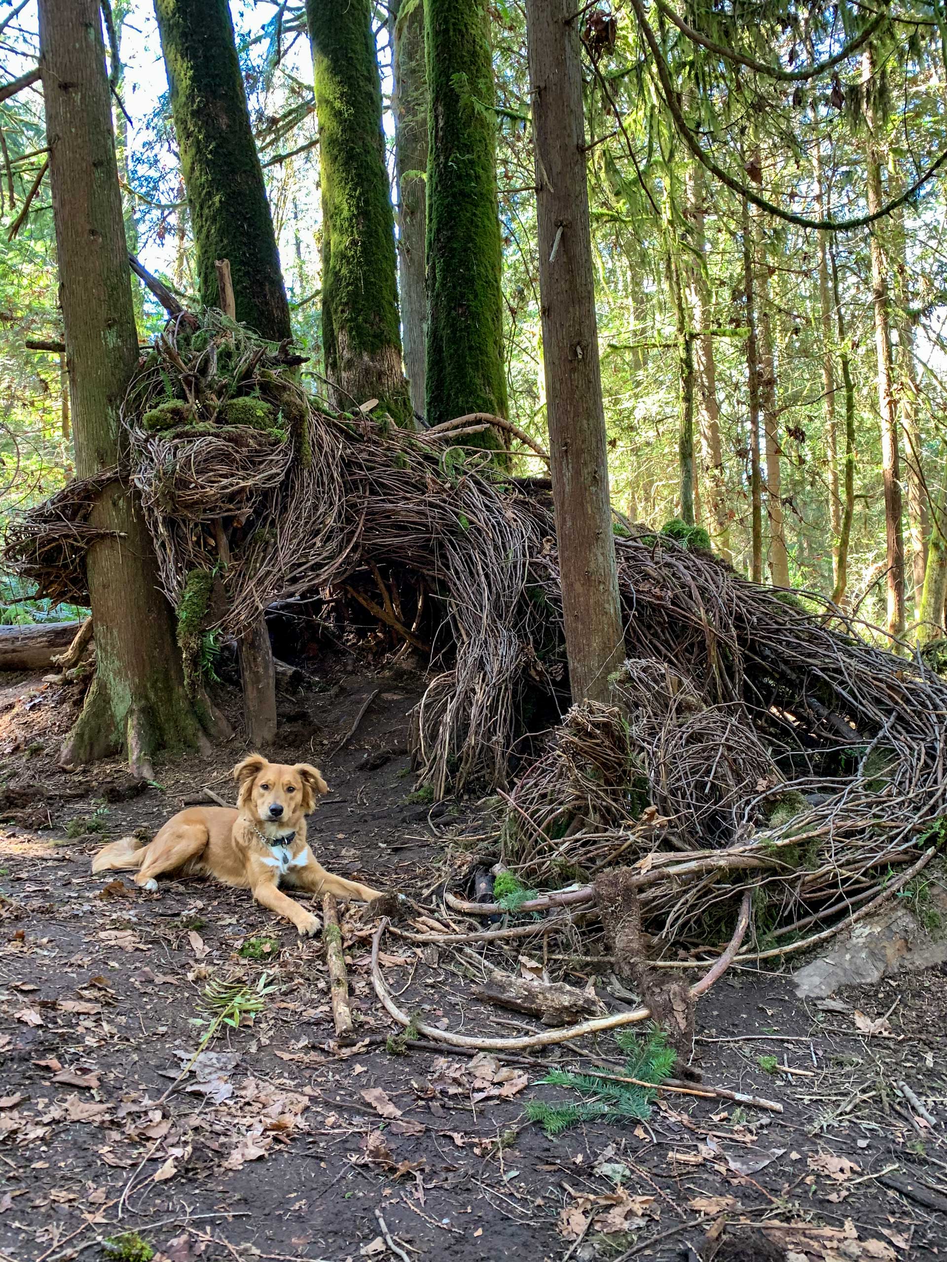 Puppy Timber with Emerald the Dragon and her babies