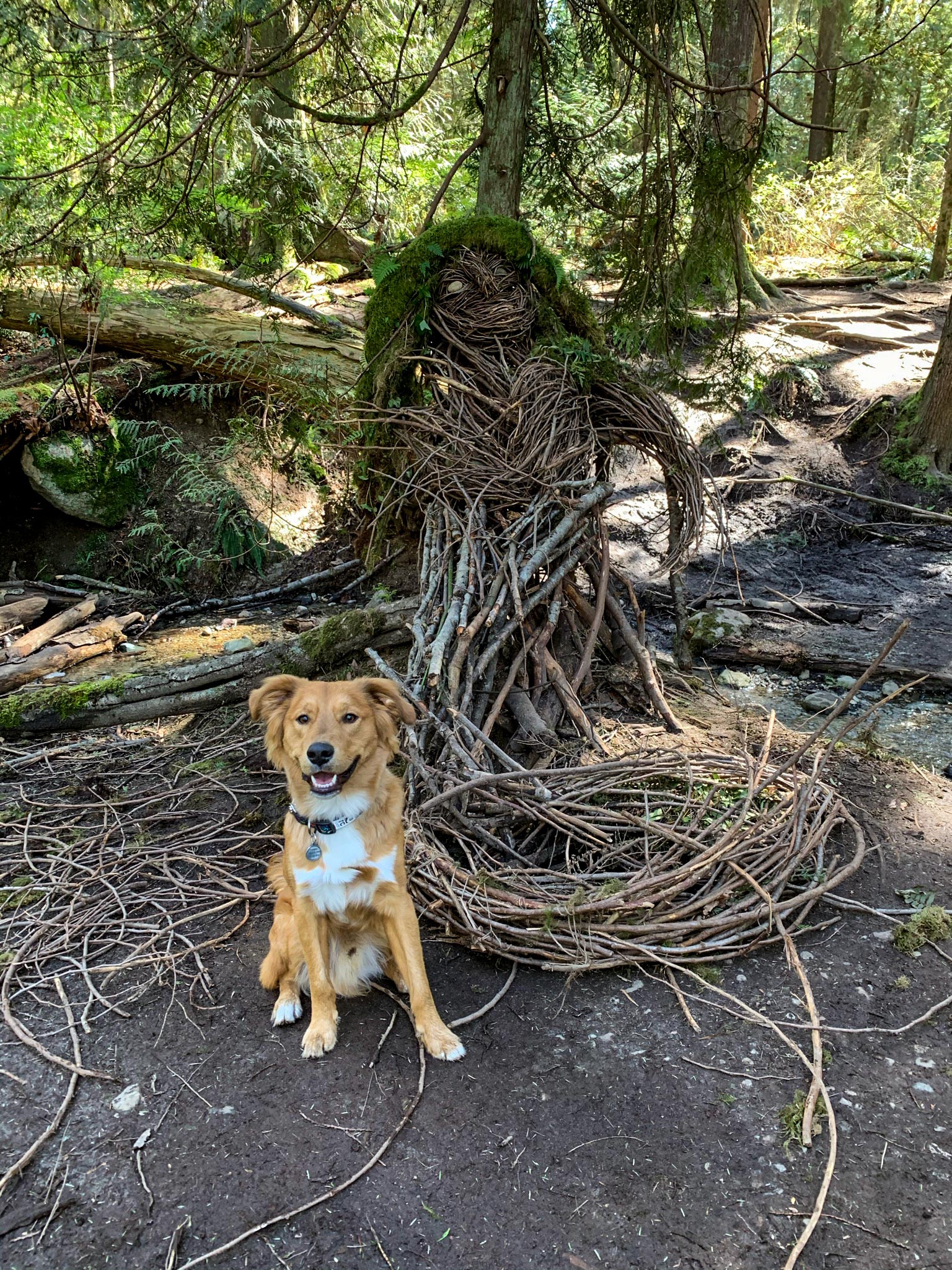 Dog named Timber posing with water spirit