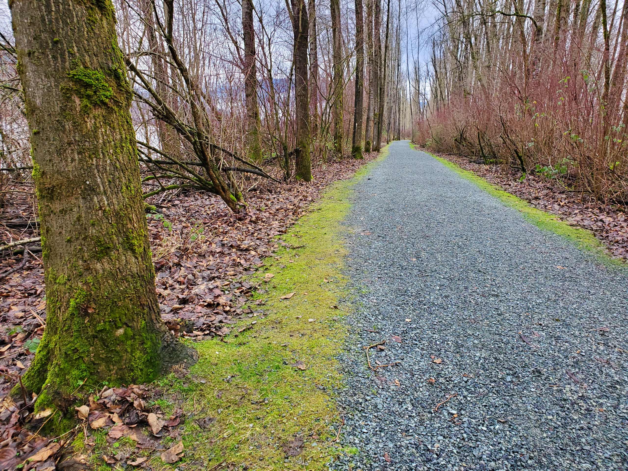 Matsqui Trail