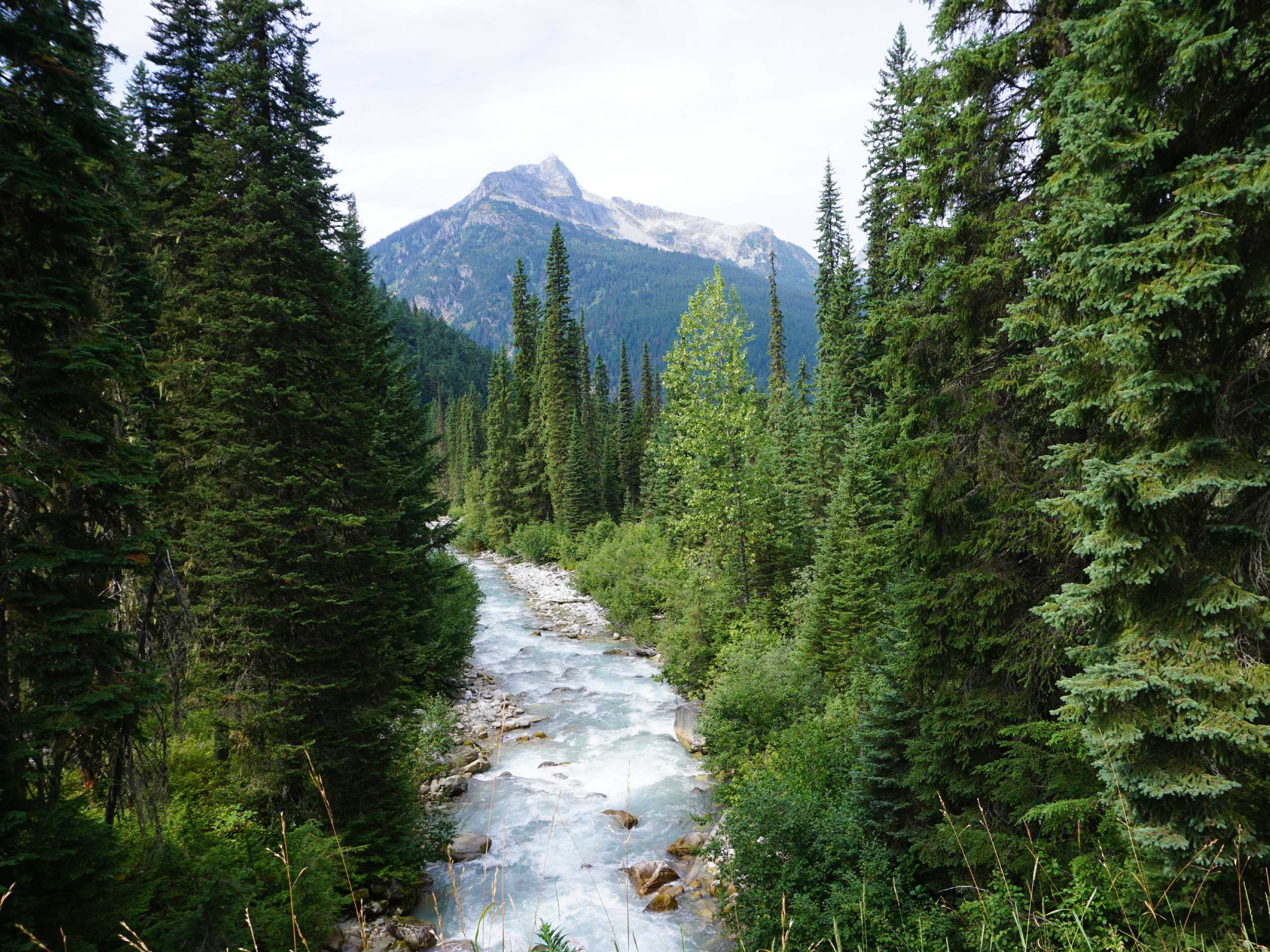 Abbott Ridge Trail