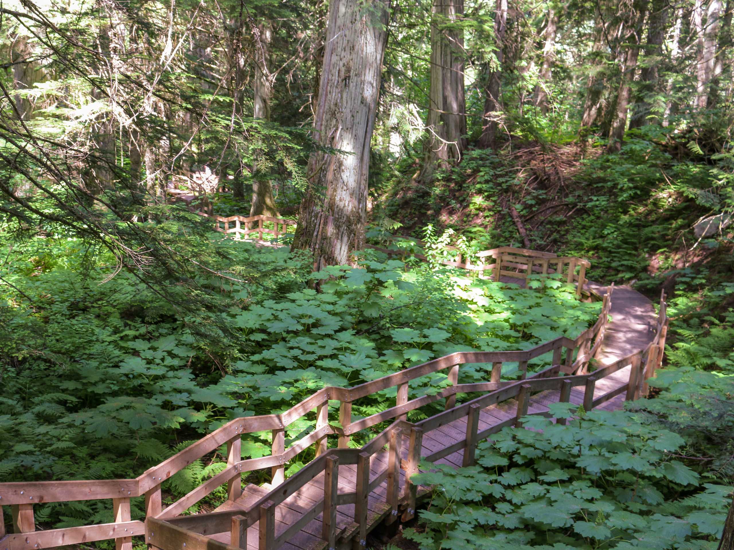 Giant Cedars Boardwalk Trail