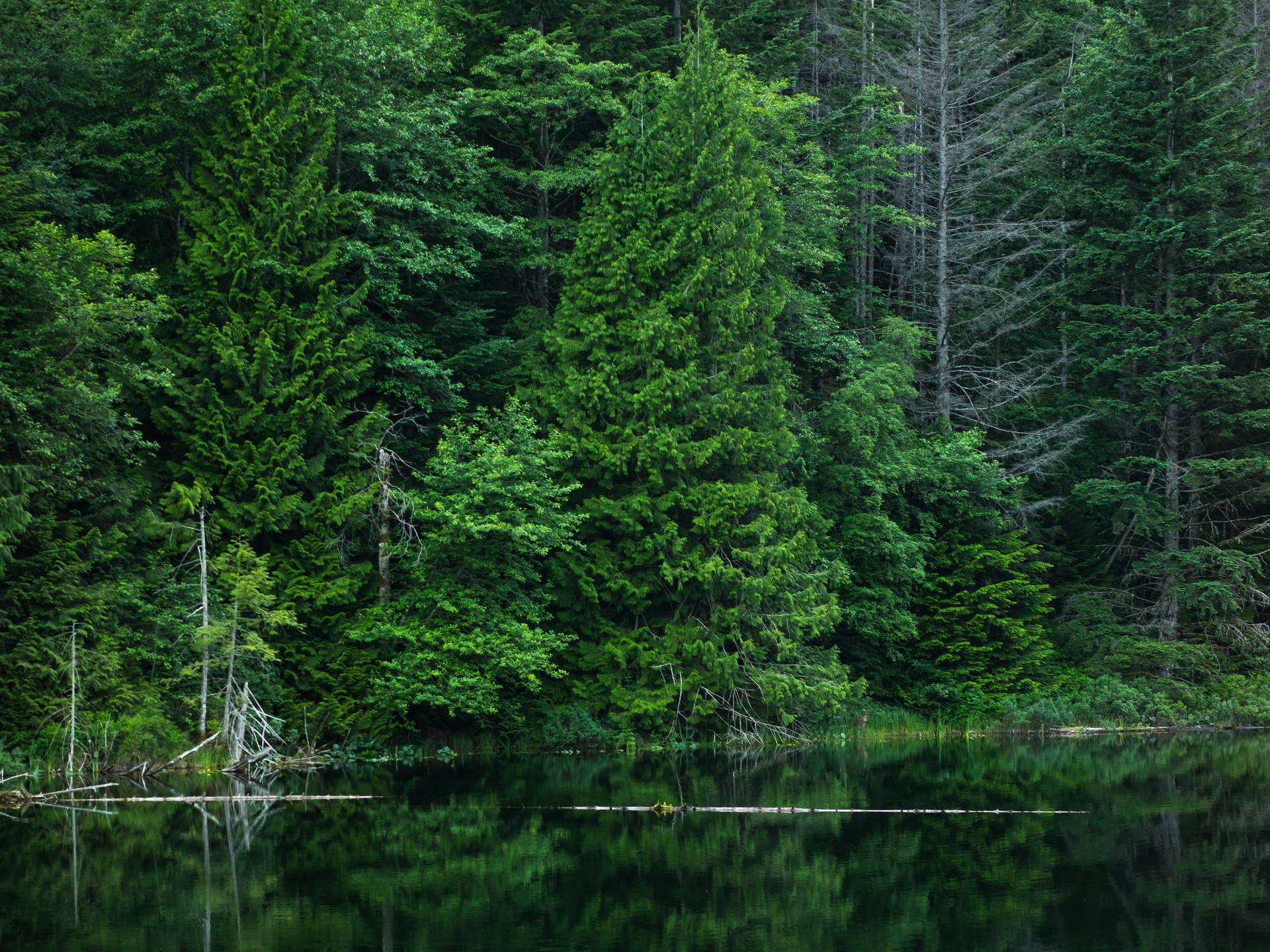 Brohm Lake Interpretive Forest Loop