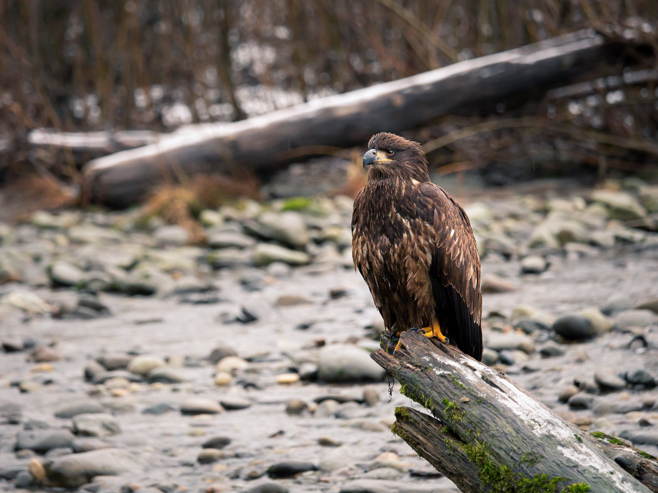 Estuary Trail